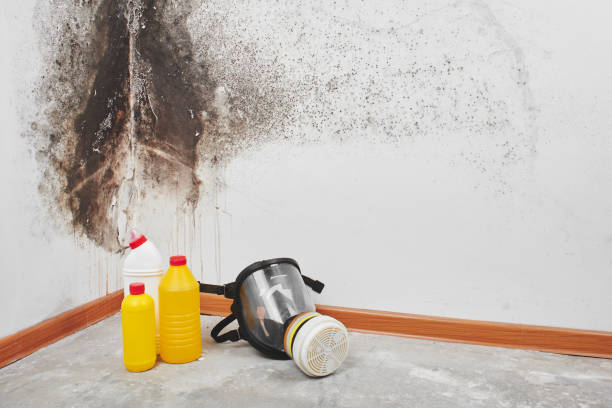 Best Mold Damage Repair  in Morris, OK