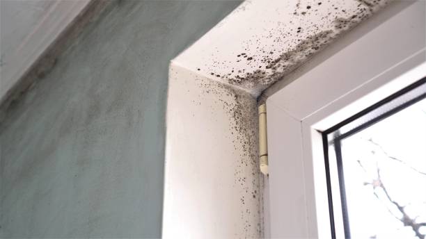 Best Emergency Mold Removal  in Morris, OK