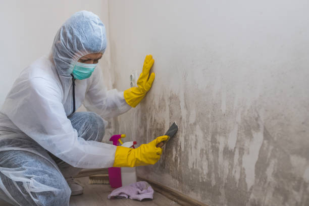 Best Residential Mold Removal  in Morris, OK