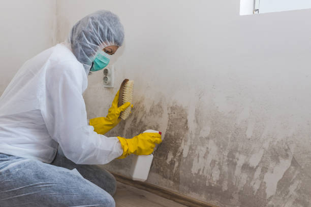 Best Professional Mold Removal  in Morris, OK