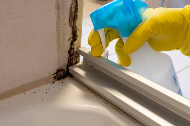 Best Mold Cleaning Services  in Morris, OK
