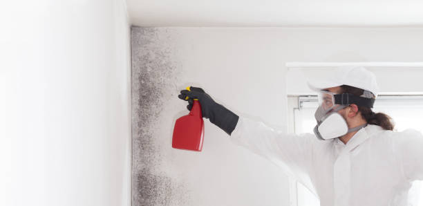 Best Commercial Mold Removal  in Morris, OK