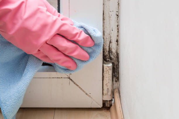 Reliable Morris, OK Mold Removal Solutions